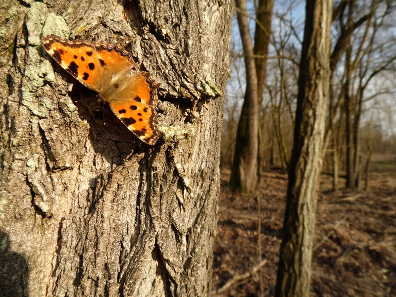 Parco del Ticino 10.3.13 : le prime...